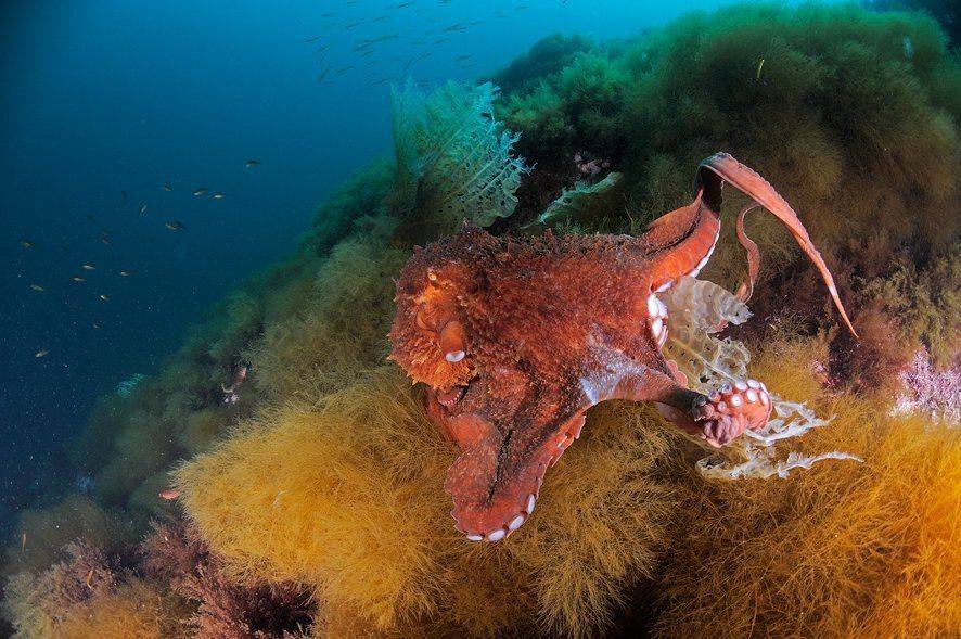 , Андрей Шпатак