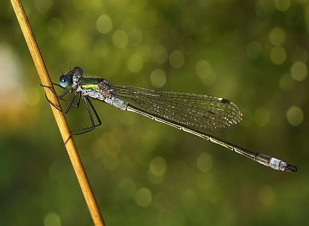 лето, трава, роса, стрекоза, свет, боке, Ирина Фурашова
