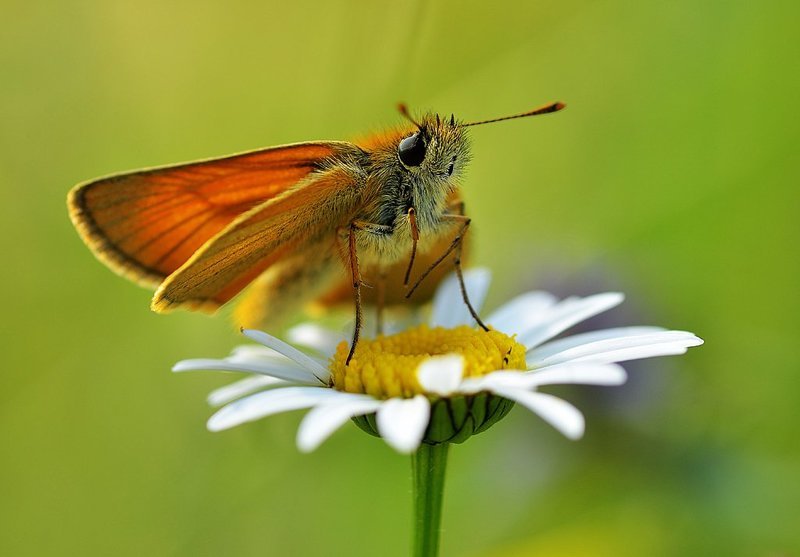 толстоголовка  фото превью