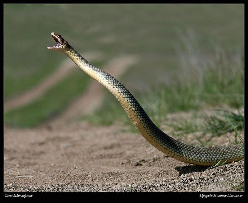 Природа Нижнего Поволжья фото превью