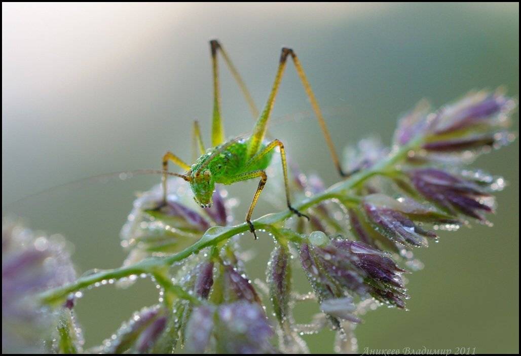 , Аникеев Владимир