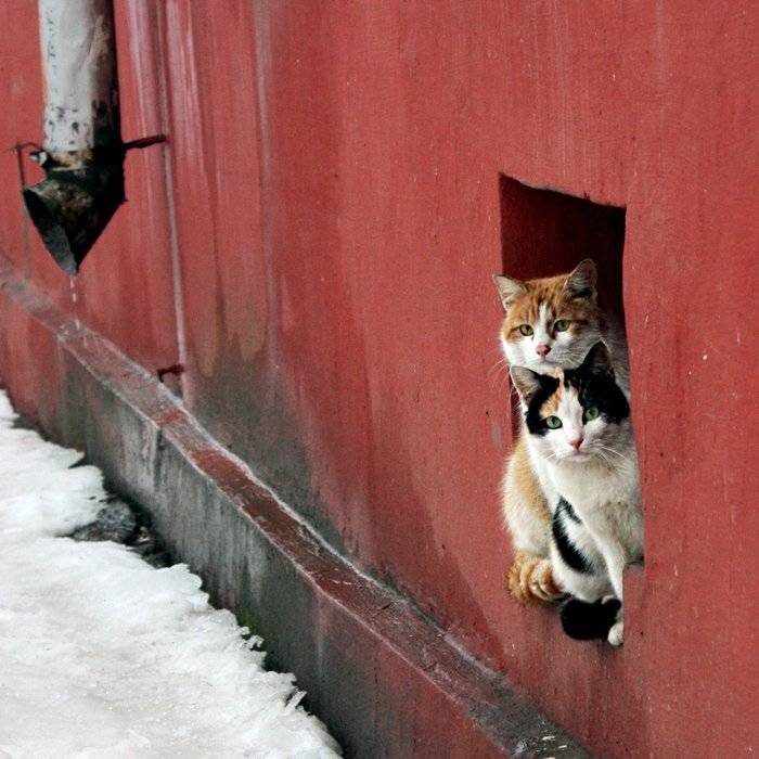 кот, подвал, окно, Елена Сергеенко