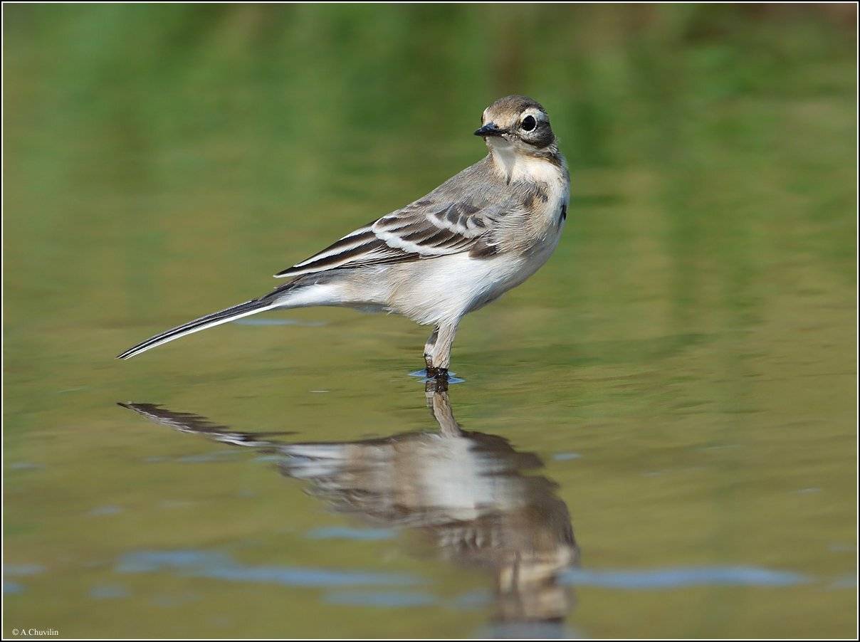 море, по, колено, Александр Чувилин