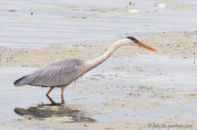 серая цапля, рыба Удачная рыбалка. фото превью