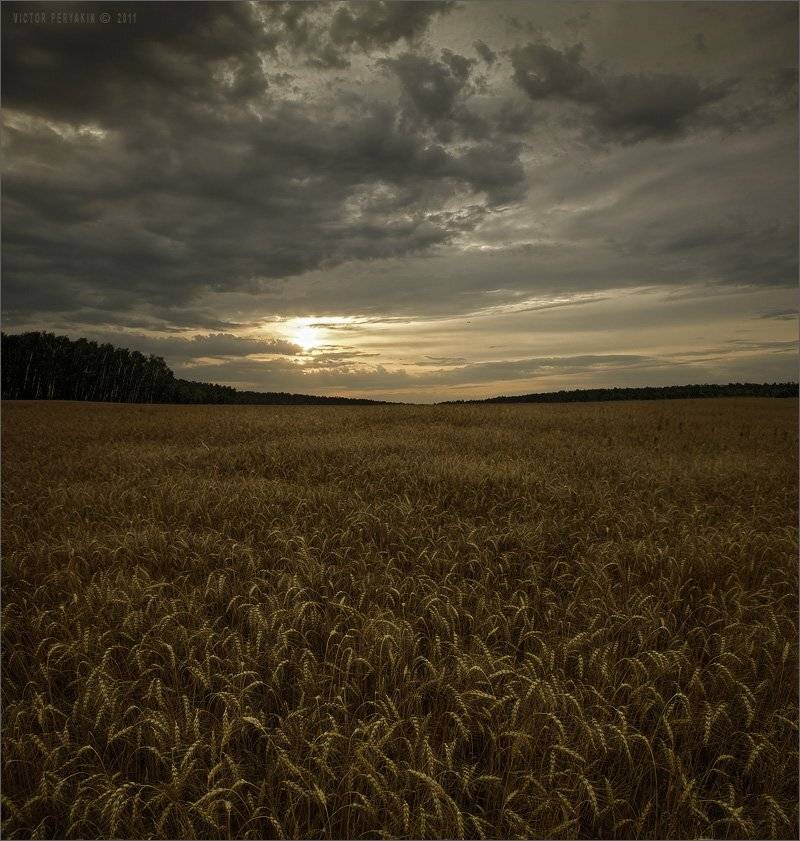 русское, поле, подмосковье, рожь, пшеница, зерновые, родина, русский, пейзаж, Виктор Перякин