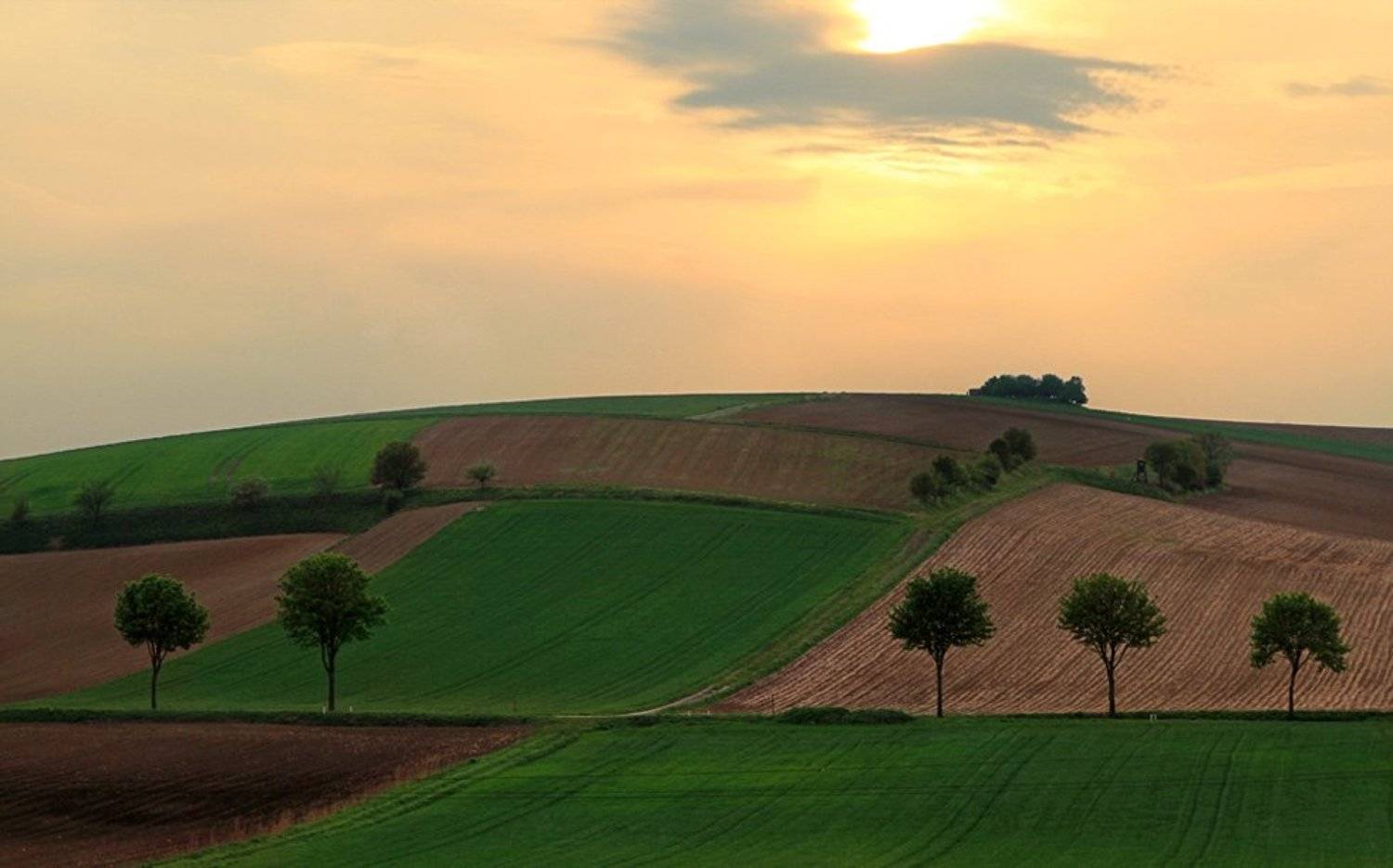 , Плечкова Ольга
