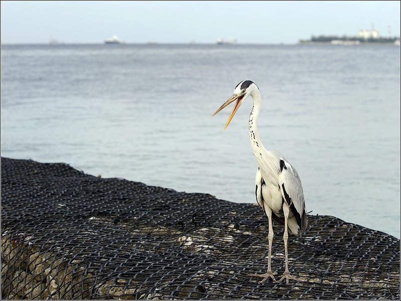 Элизабет (Elizabeth) фото превью