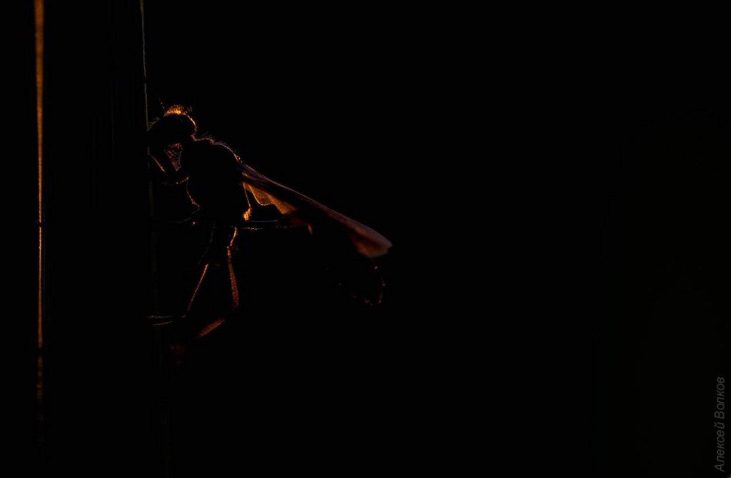 оса, аммофила, утро, сон, рассвет, Amazon-san