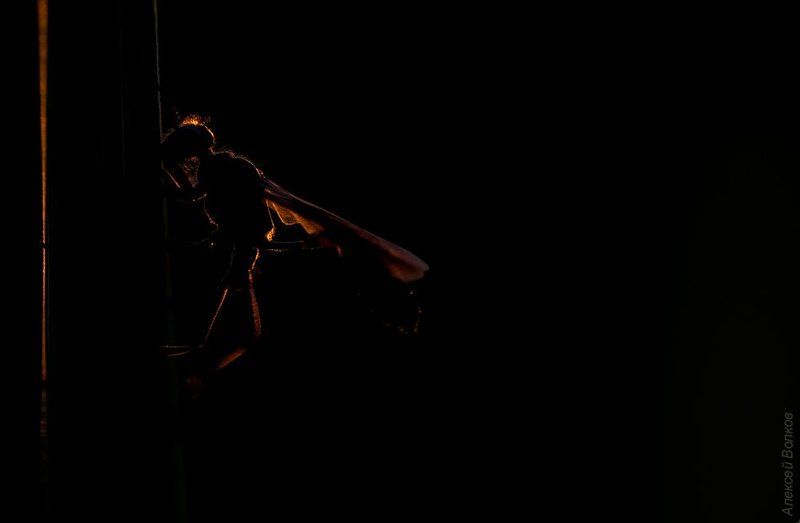 оса, аммофила, утро, сон, рассвет  фото превью