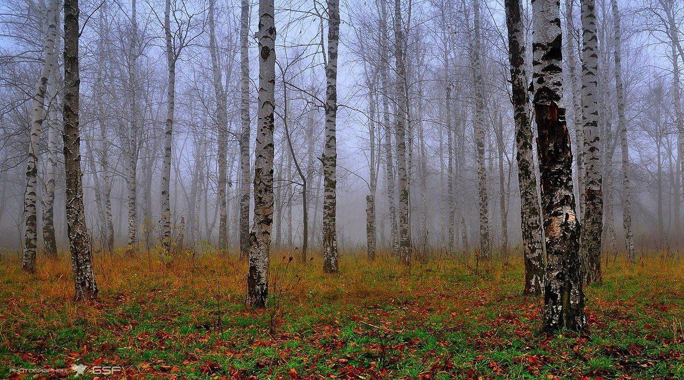 природа, осень, туман, роща, деревья, березы, Serj Master