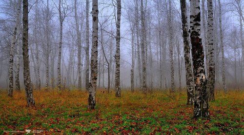 Осенняя зарисовка