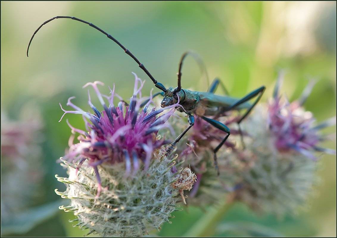 макро, насекомые, жук, , Евгений Кирилкин.