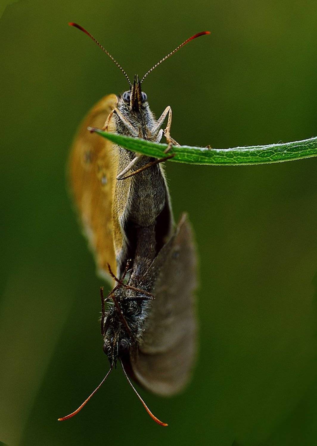 , Юлия Борзилова