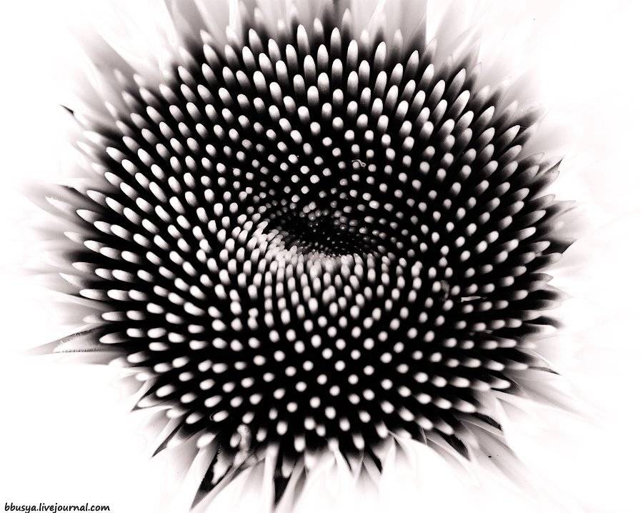 , Юлия Болдинова