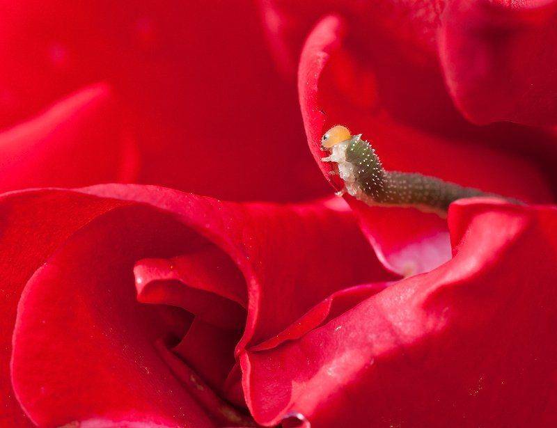 , Качурин Алексей