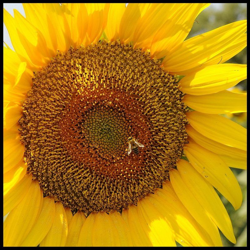 подсолнух, подсолнечник  фото превью