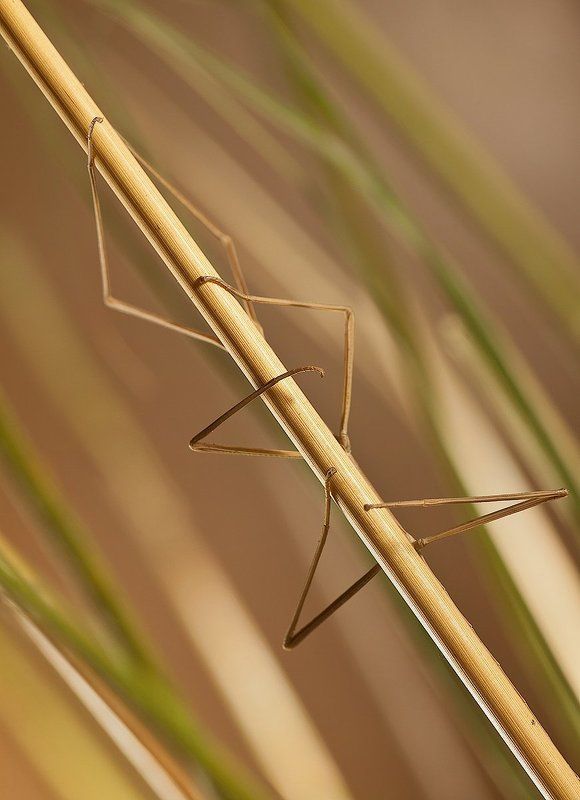 ПАЛОЧНИК фото превью