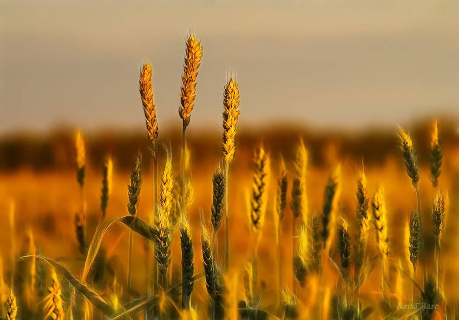 хлеб, колос, raisa rare, rare,  закат, поле, Раиса Rare