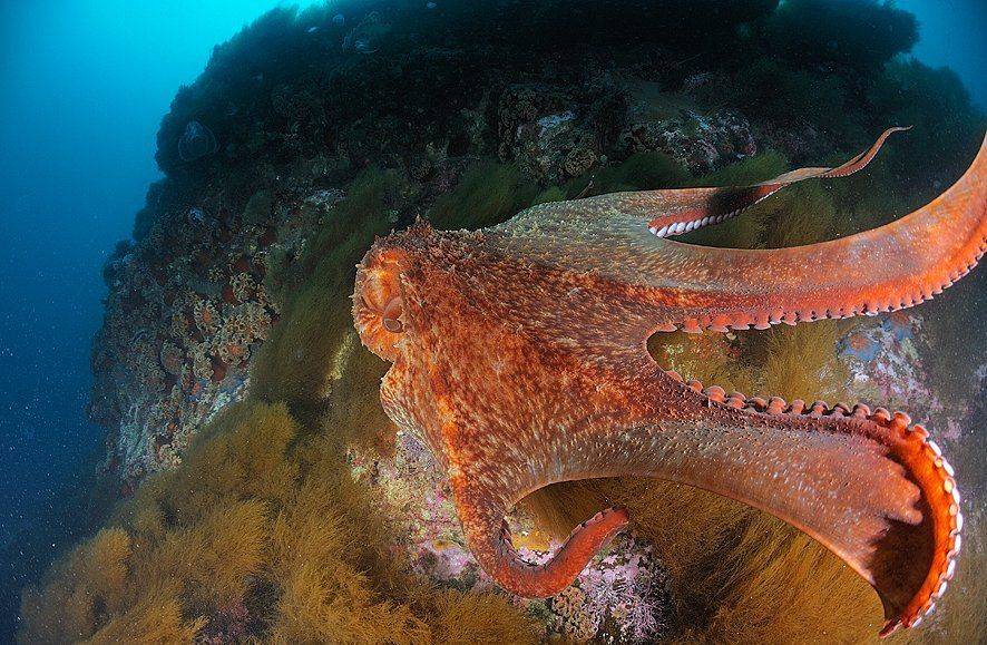 , Андрей Шпатак