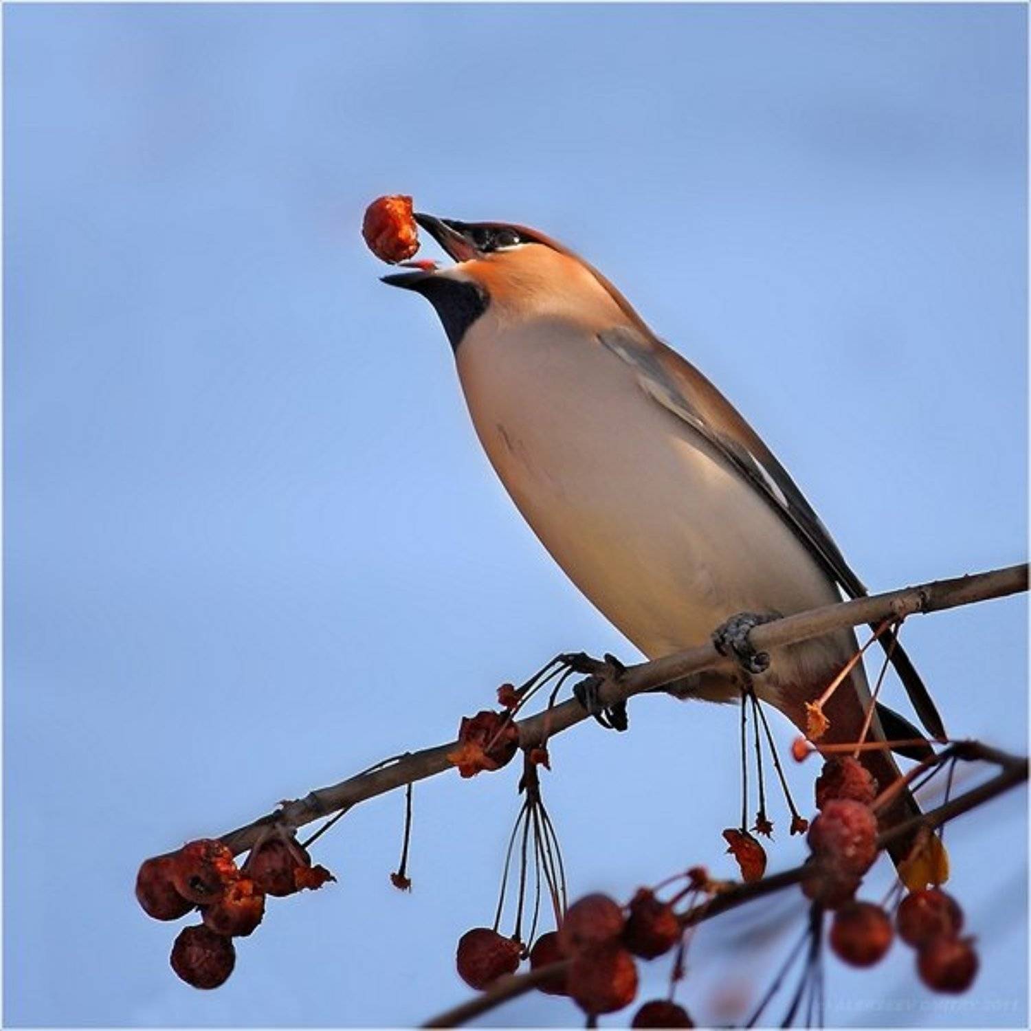 птицы, природа, свиристель, Дмитрий Алексеев
