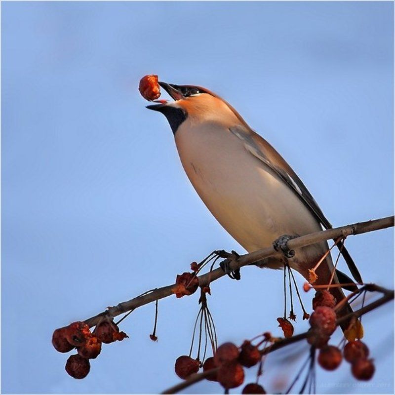 птицы, природа, свиристель  фото превью