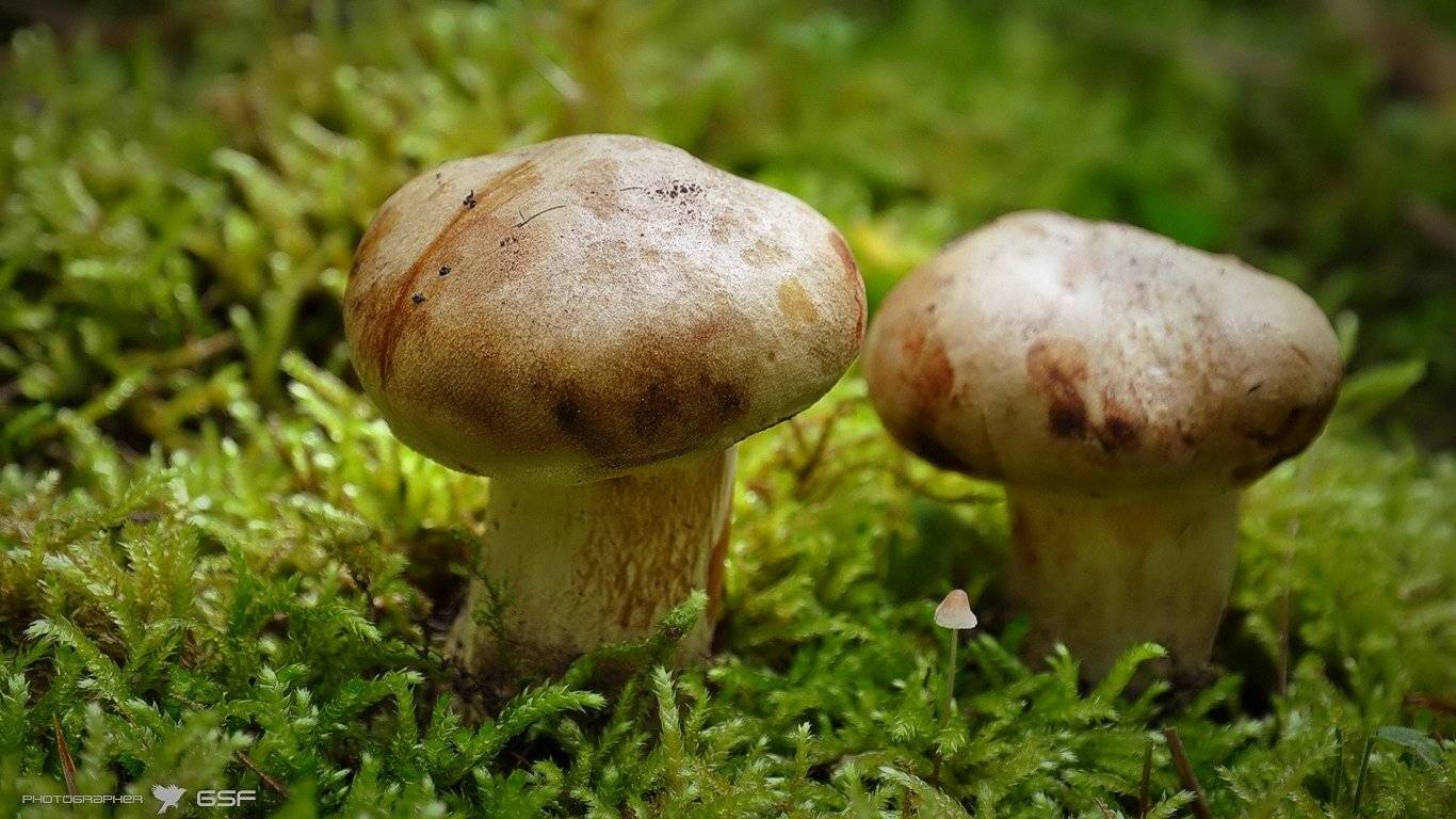 грибы, мох, макро, природа, Serj Master