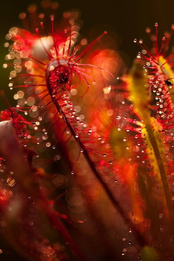 ужин, вечер, росянка, Юлия