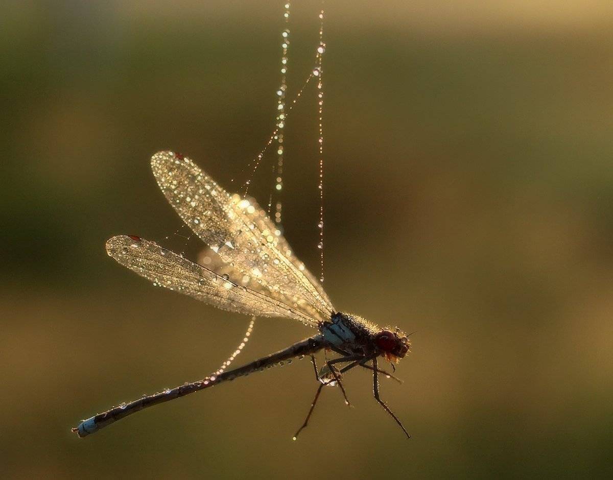 стрелка, стрекоза, паутина, роса, плен, Марина Брыдня