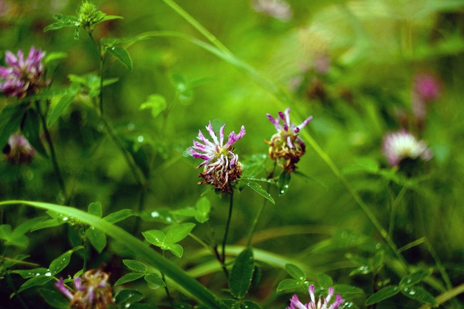 трава, лес, цветы, Артур Ярославский