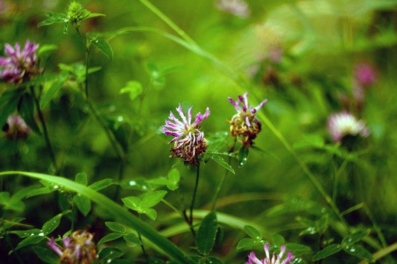 трава, лес, цветы  фото превью