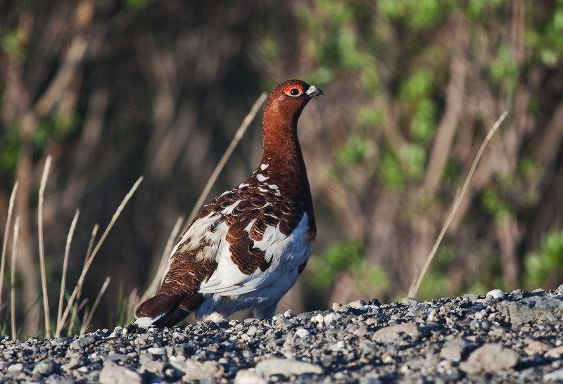куропатка  фото превью