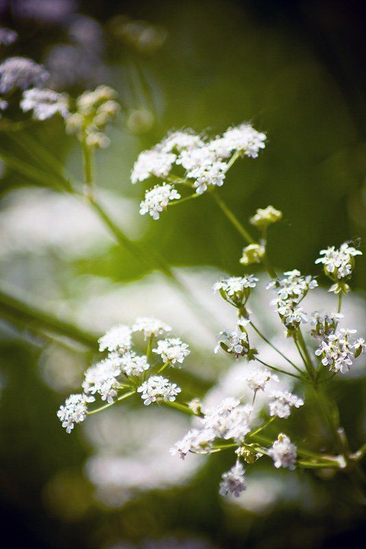 суздаль  фото превью