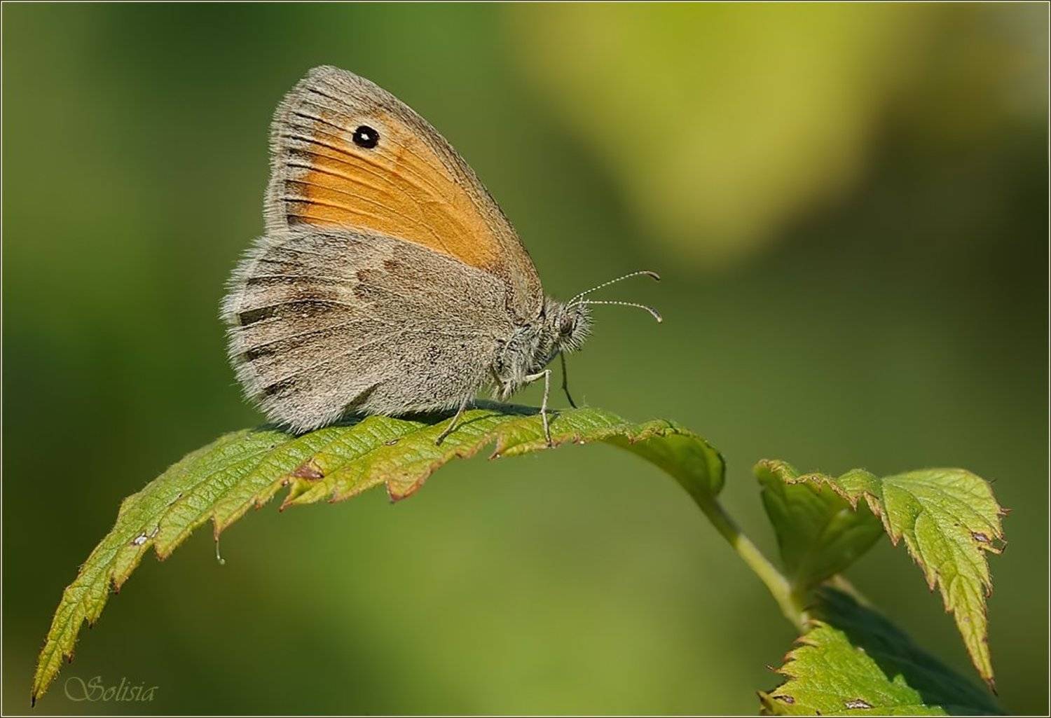 лето, бабочка, макро, насекомые, coenonympha pamphilus, сенница обыкновенная, Солисия