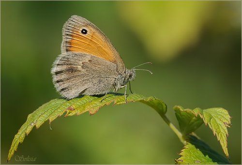 Сенница обыкновенная