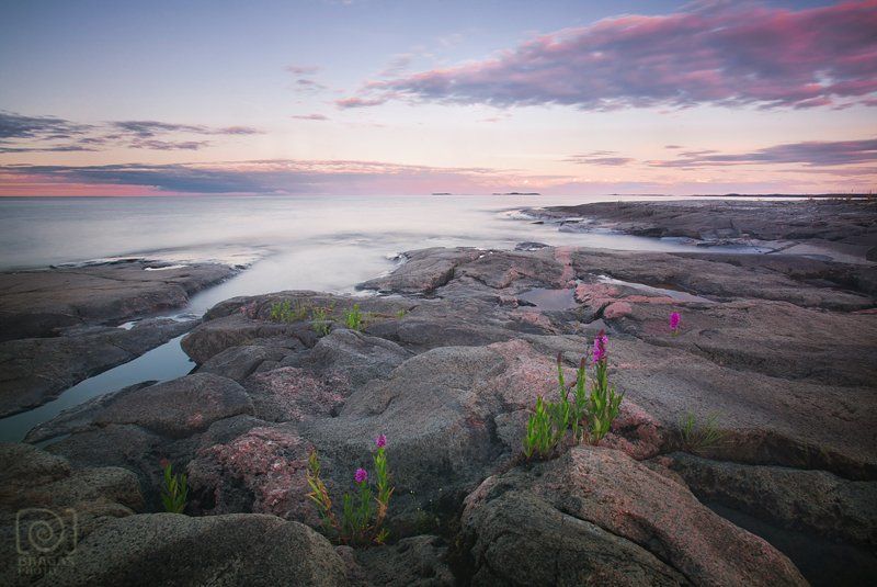 ладога, ладожское, озеро, карелия, пейзаж, камни, цветы, берег, небо, закат  фото превью