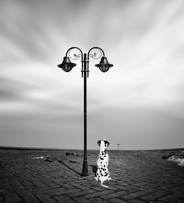 street, dog, bricks, dramatic, alone, light pole, Caras Ionut
