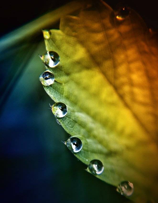 , Лана Тополева