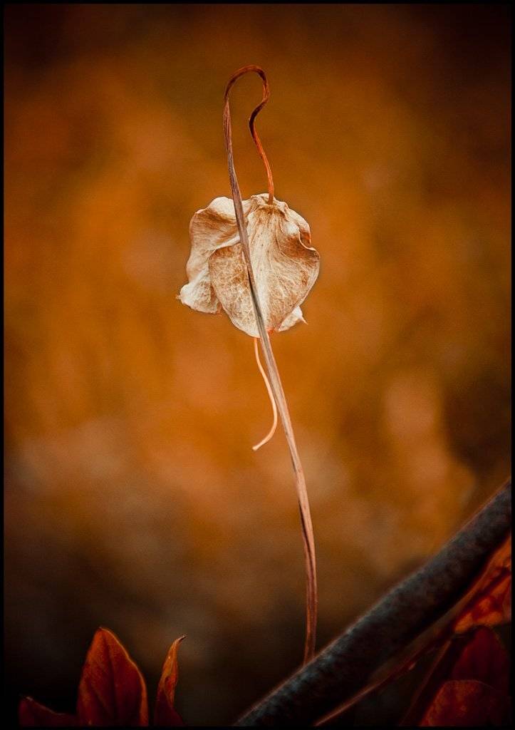 цветок, старость, время, поникнуть, Denis Voronin