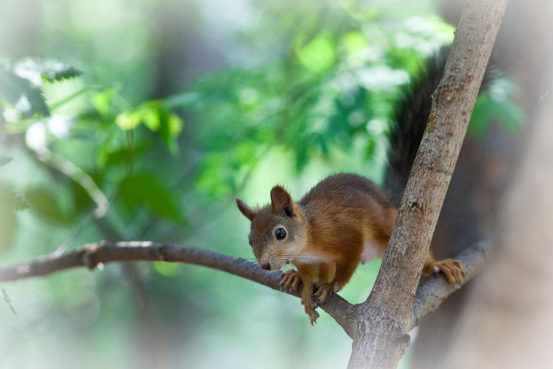 , Олег Козлов