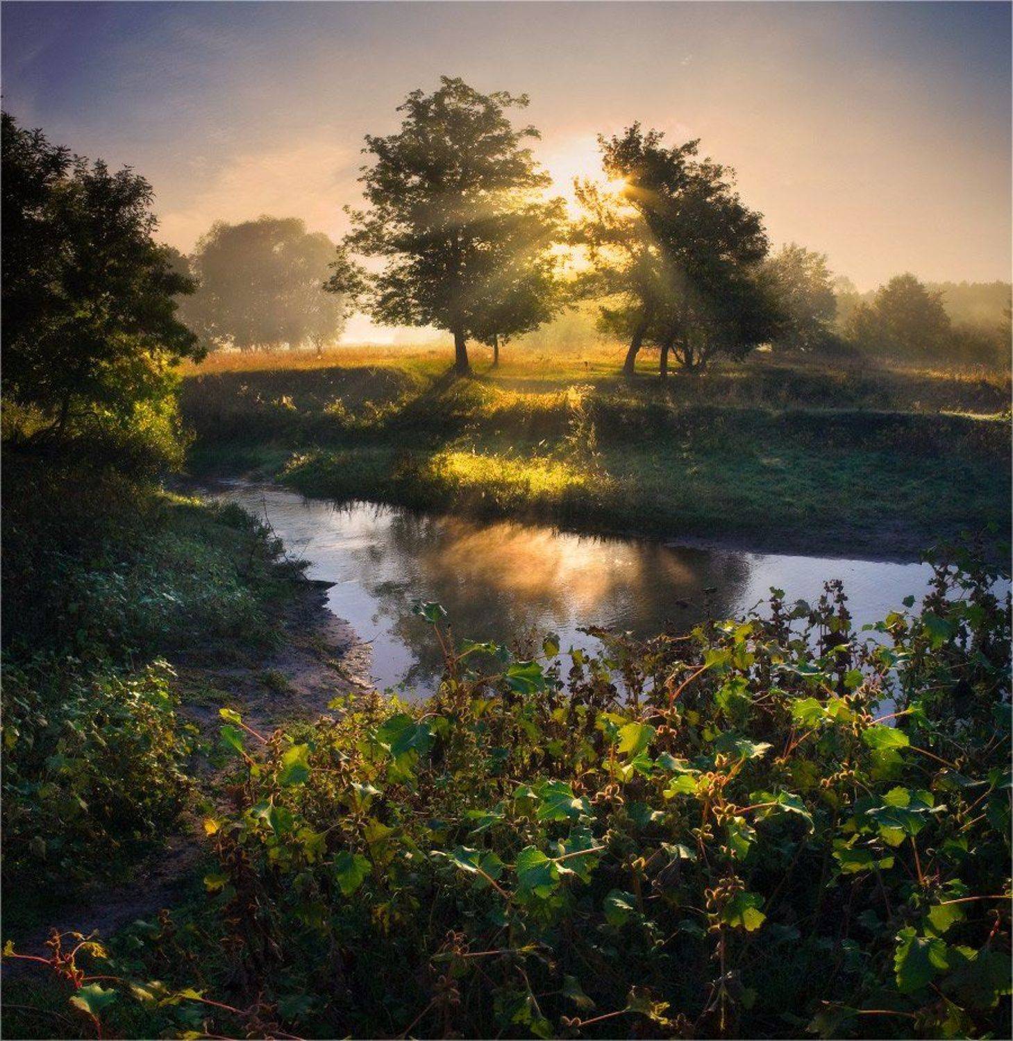 утро, восход, солнце, репейник, речка, уды, Александр Киценко