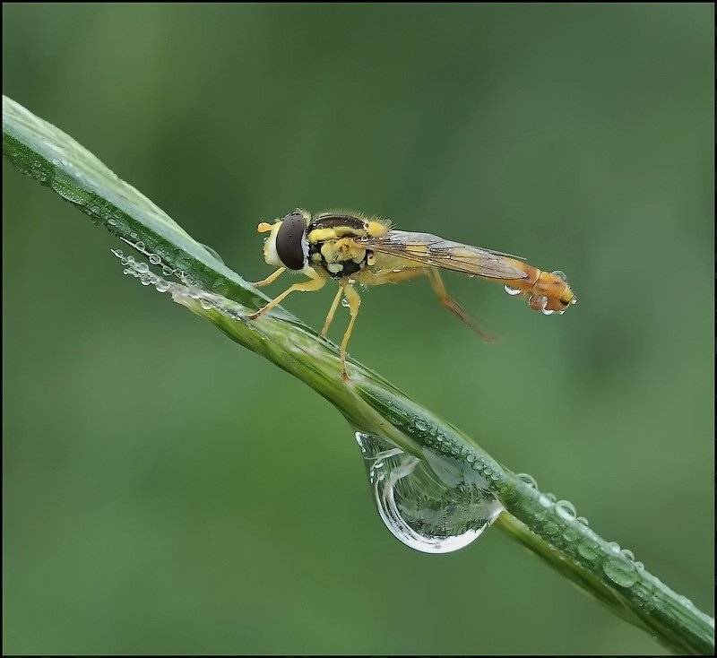 , Андрей Осокин
