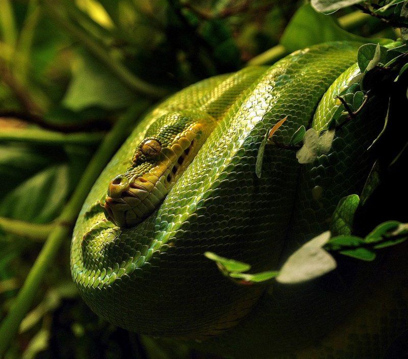 фото превью