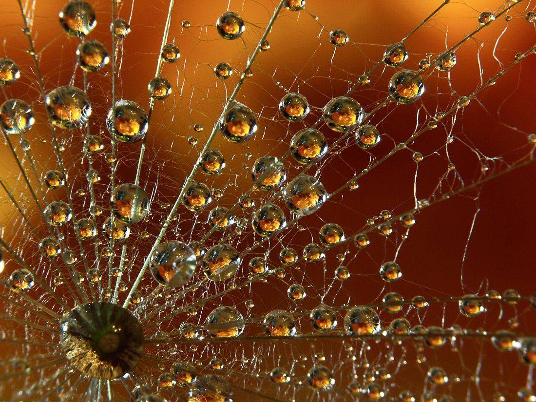 , Марина Брыдня