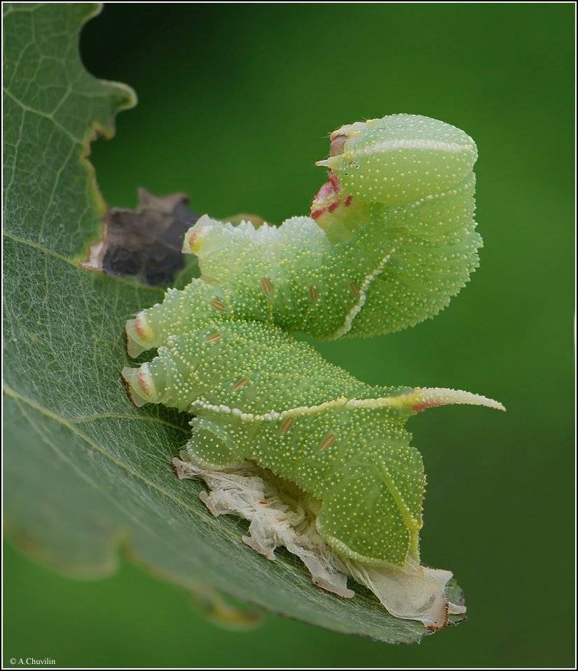 гусеница, бражник, тополёвый, линька, sphingidae, сфинкс, Александр Чувилин