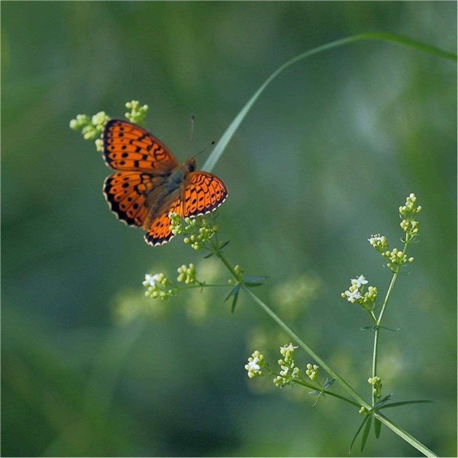 , природа, бабочка, Дмитрий Алексеев