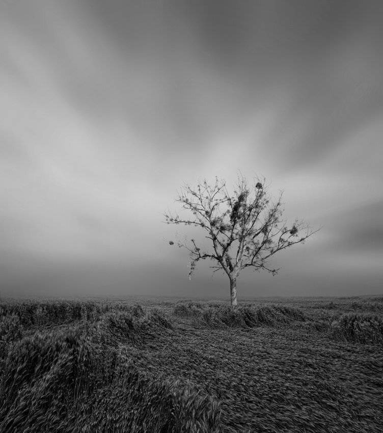 field, windy, wheat, tree, Caras Ionut