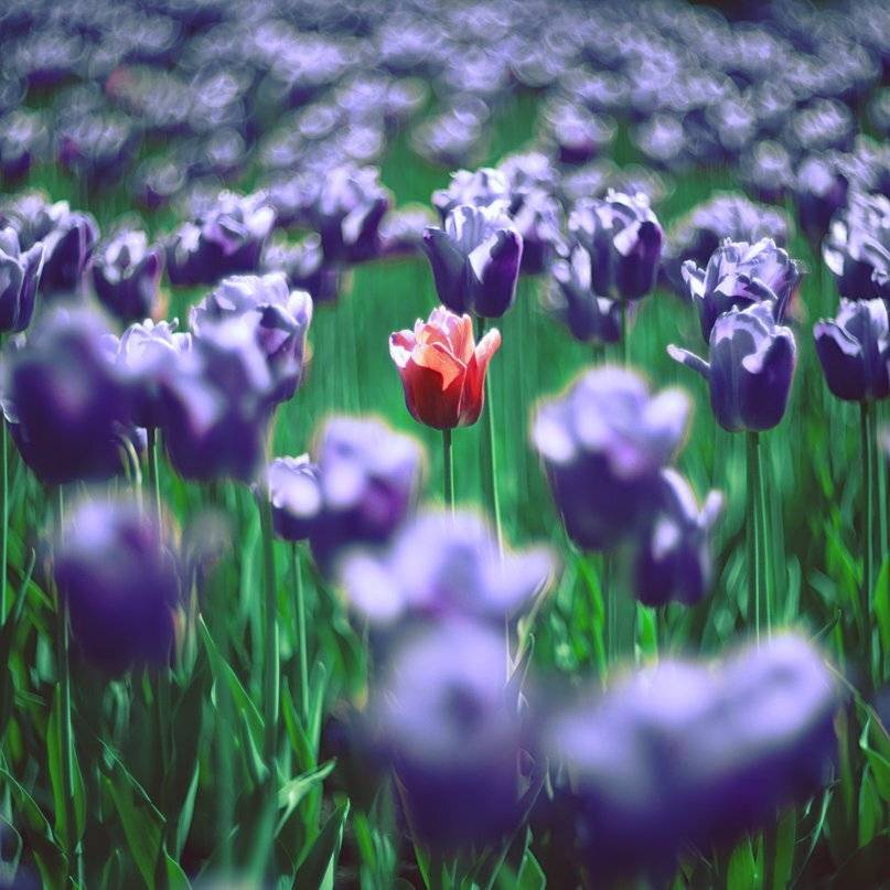 тюльпаны, Tertius Alio