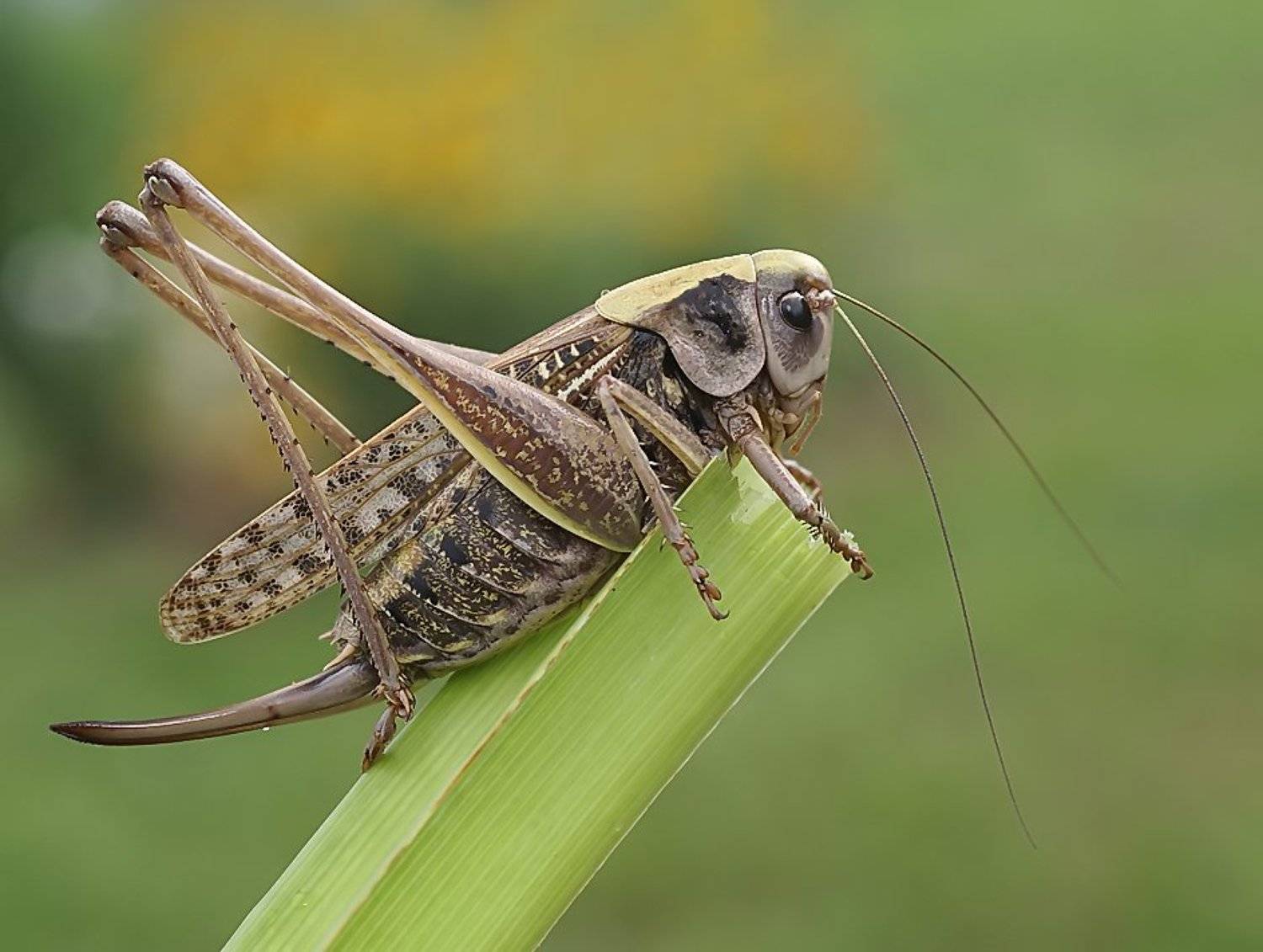 лето, трава, кузнечик, самка, макро, Ирина Фурашова