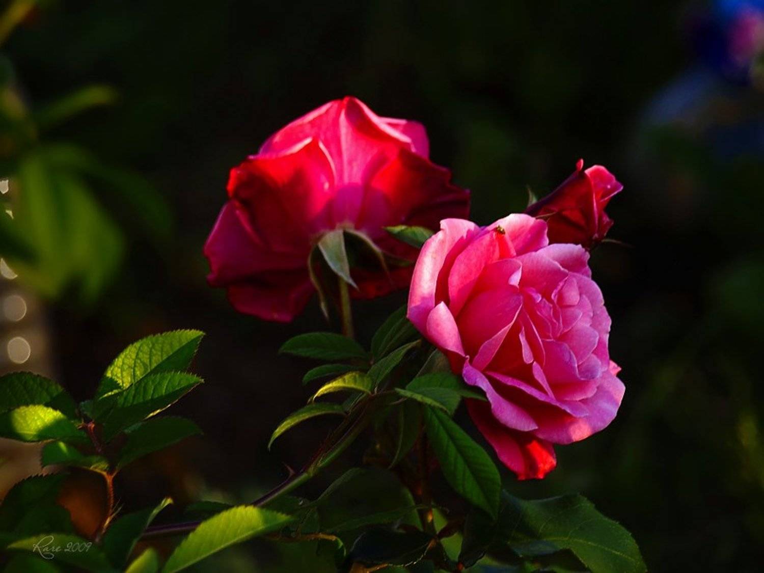 rare, raisa rare, розы, лето, розовые, Раиса Rare