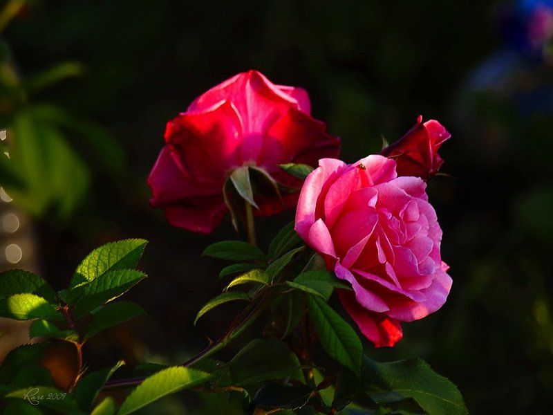 rare, raisa rare, розы, лето, розовые Розовые розы. фото превью